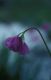 Wandern Piemonte - Allium narcissiflorum